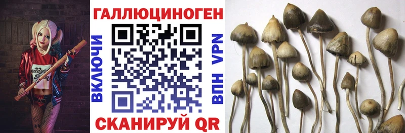 Галлюциногенные грибы Psilocybe  hydra tor  Трубчевск 